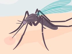 Pemerintah Kota Bandar Lampung Gencarkan Upaya Pencegahan Demam Berdarah (DBD) Saat Musim Hujan