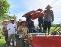 Panen Raya Serentak, Wakil Bupati Pesibar Dorong Pembangunan Pertanian Berkelanjutan
