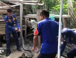 Tersembunyi di Lubang Tembok, Ular Sanca 3 Meter Diamankan Damkarmat Lamsel