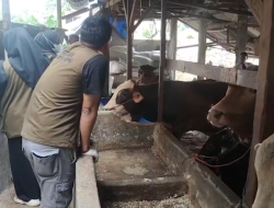Dinas Pertanian Bandar Lampung Pastikan Hewan Kurban Sehat dan Layak Jelang Iduladha
