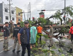 Hujan Disertai Angin Kencang Tumbangkan 11 Pohon Besar di Bandar Lampung, 3 Rumah Warga Rusak