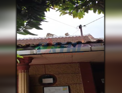 Fenomena Kawanan Monyet Turun ke Pemukiman Kembali Terjadi di Enggal, Warga Sempat Khawatir