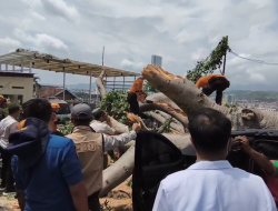 Pohon Besar Tumbang Timpa Mobil di Hotel Bandar Lampung, BPBD Sebut Akar Pohon Lapuk