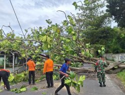 Cuaca Ekstrem Picu Ratusan Pohon Tumbang di Bandar Lampung, BPBD Siaga 24 Jam