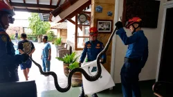 Respon Cepat Damkar Bandar Lampung, Ular Sanca 2,5 Meter Berhasil Diamankan dari Rumah Warga