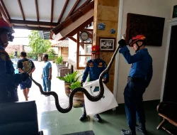 Respon Cepat Damkar Bandar Lampung, Ular Sanca 2,5 Meter Berhasil Diamankan dari Rumah Warga